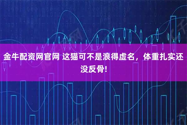 金牛配资网官网 这猫可不是浪得虚名，体重扎实还没反骨!